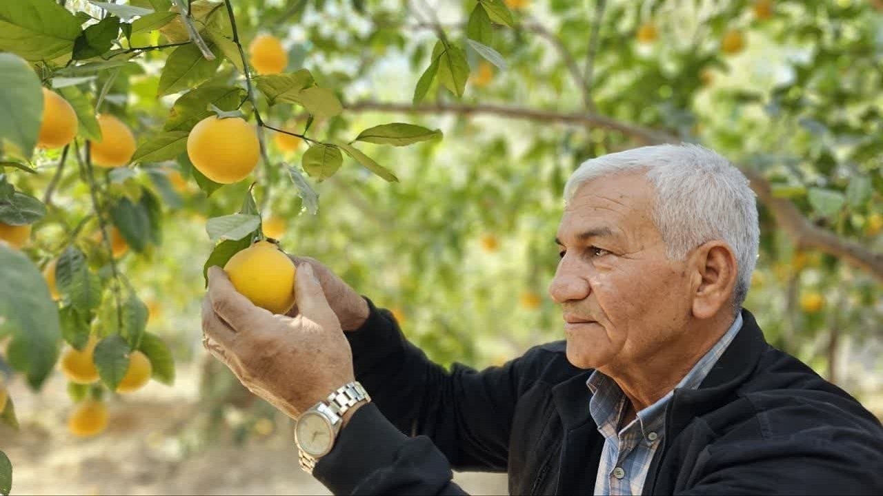 چیدن مرکبات از باغات طبس/ ۸۷ هکتار زمین بارور است + عکس