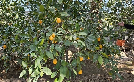 برداشت مرکبات در طبس