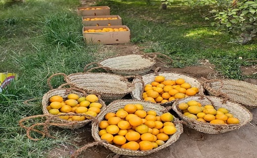 برداشت مرکبات در طبس