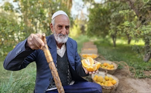 برداشت مرکبات در طبس