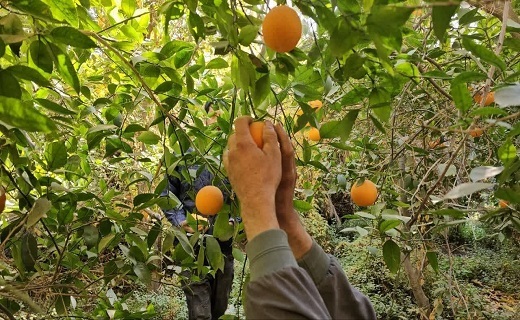 برداشت مرکبات در طبس