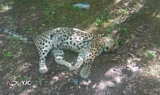 جاده، آتش و شکار، خطرات همیشگی پارک ملی گلستان