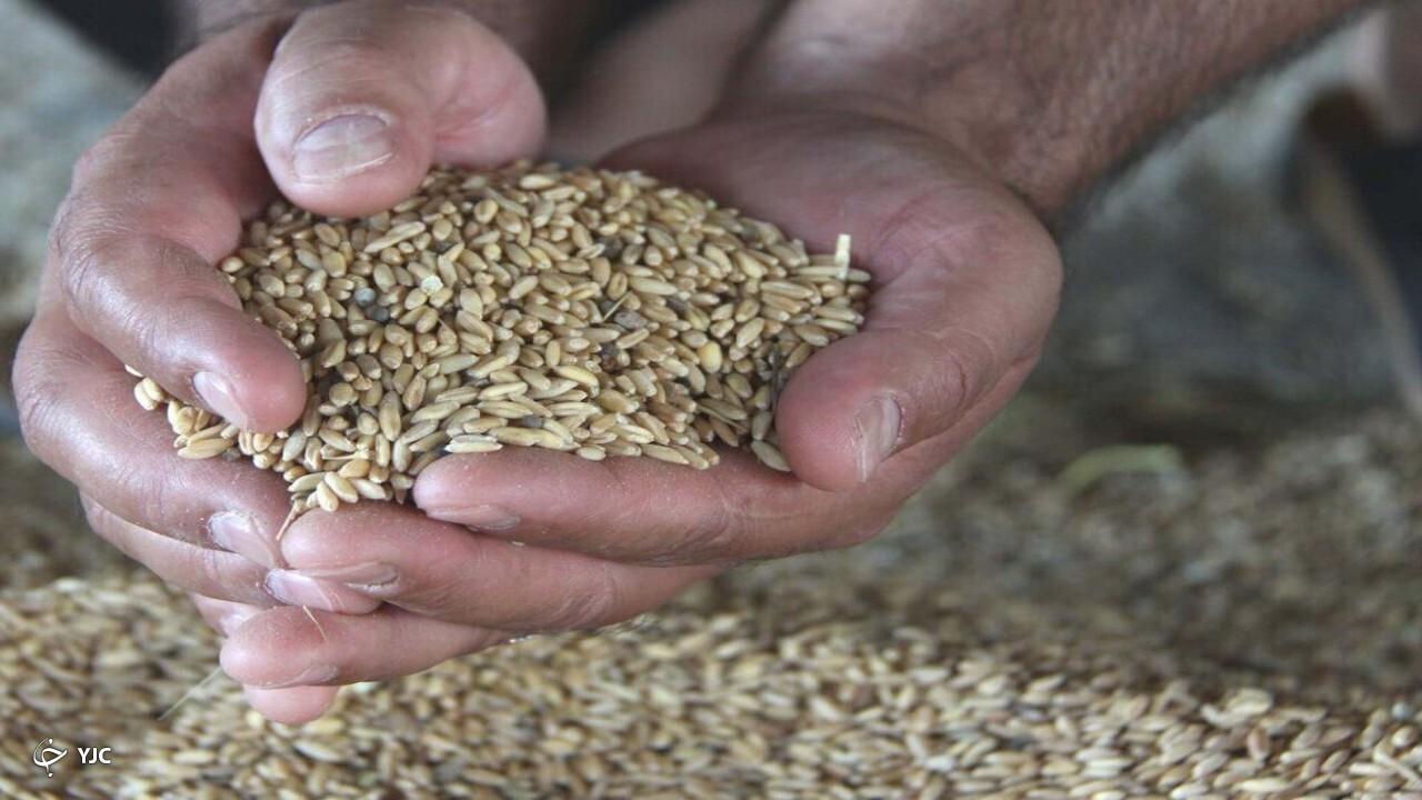 بیش از ۲۲ هزار تن بذر اصلاح شده گندم و جو در آذربایجان‌غربی توزیع شد