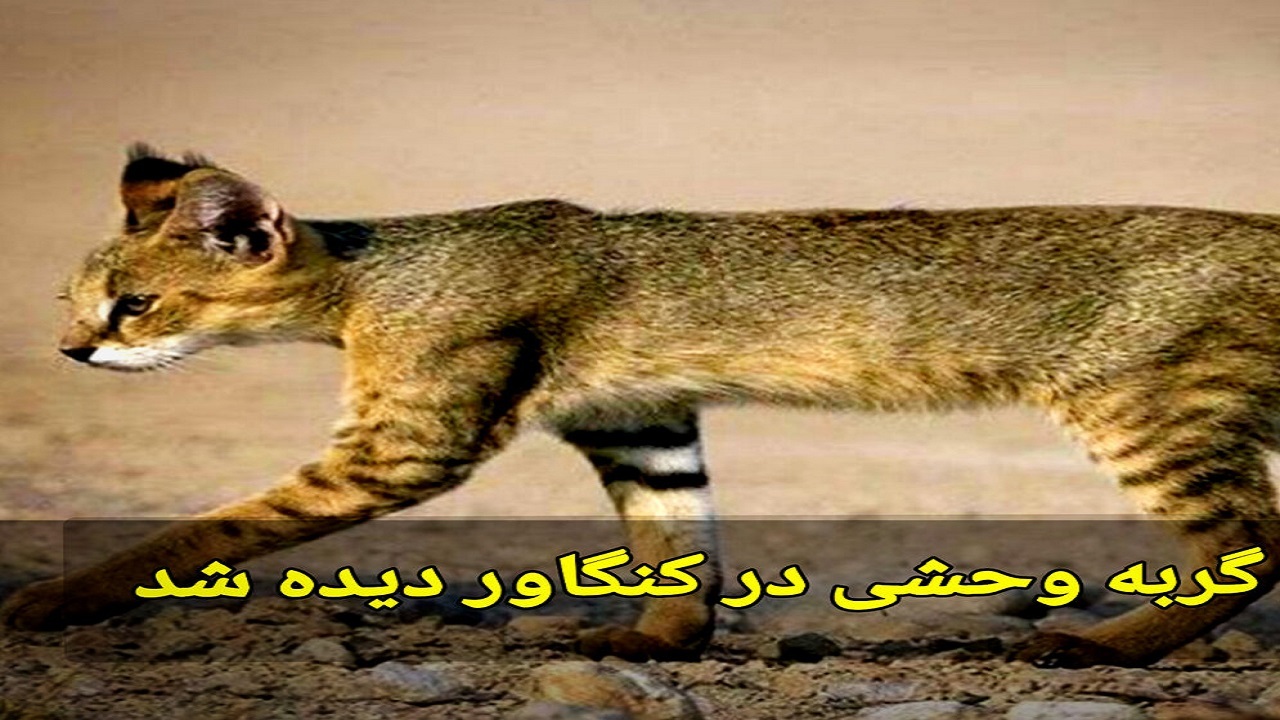 ثبت اولین تصویر شبگردی یک قلاده گربه وحشی جنگلی در کنگاور