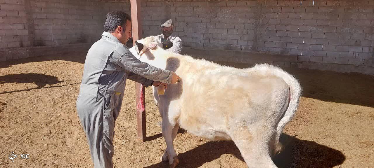 ایمن‌سازی دام‌های سبک و سنگین علیه تب برفکی در فارس
