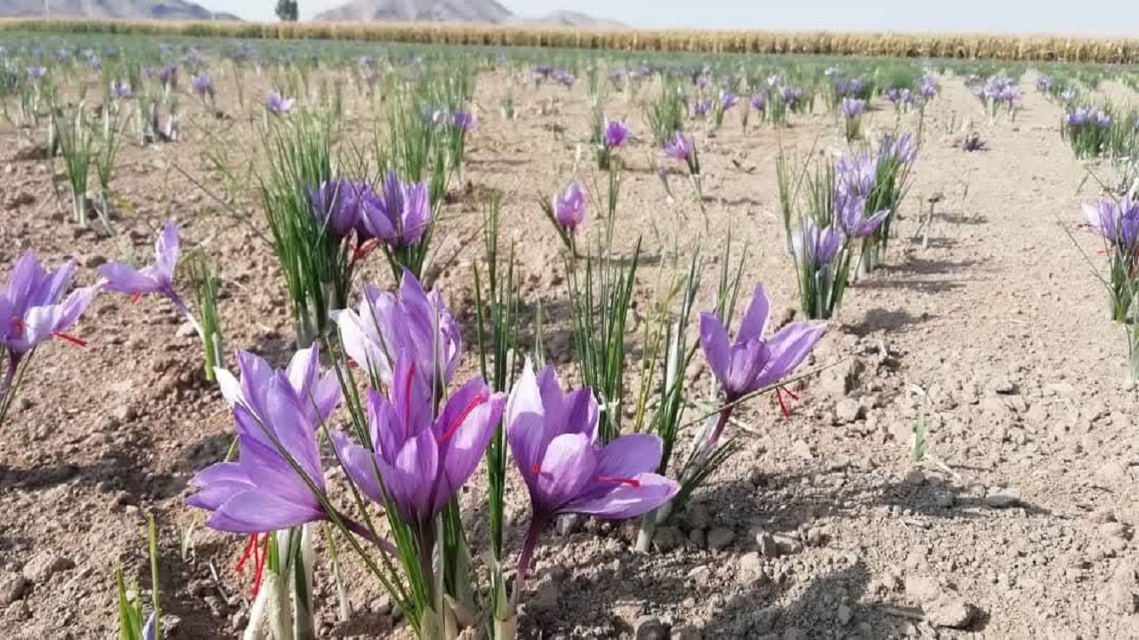 تصاویری از برداشت زعفران از مزارع فسا