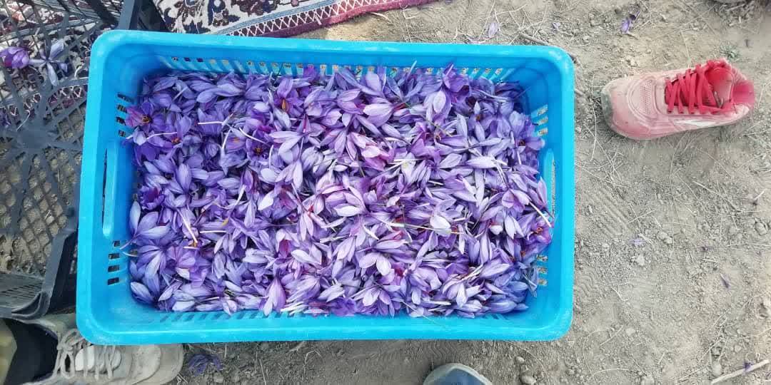 چیدن زعفران در فسا چیدن زعفران در فسا