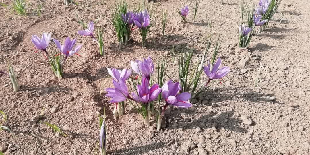 نگاهی به مزارع زعفران در فسا نگاهی به مزارع زعفران در فسا