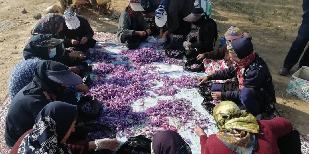 چیدن زعفران در مزارع کشاورزی فسا چیدن زعفران در مزارع کشاورزی فسا