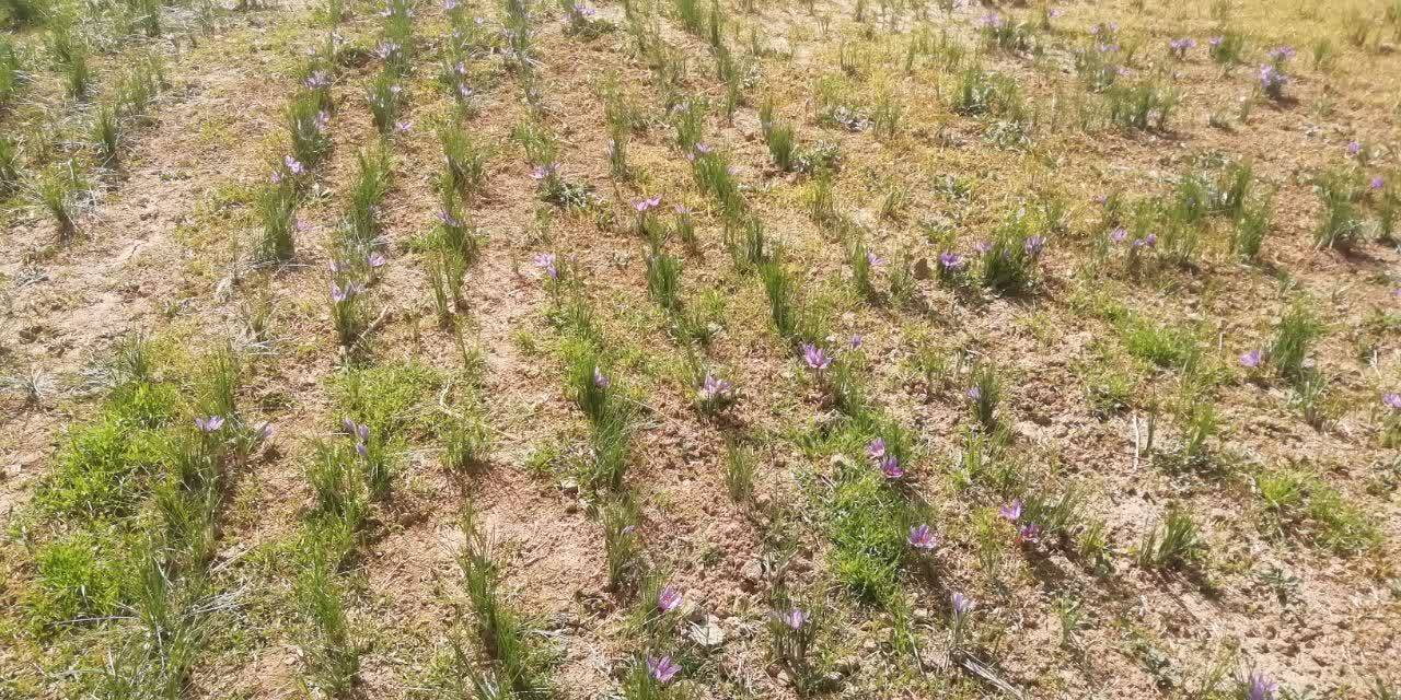 نگاهی به مزارع زعفران شهرستان فسا نگاهی به مزارع زعفران شهرستان فسا