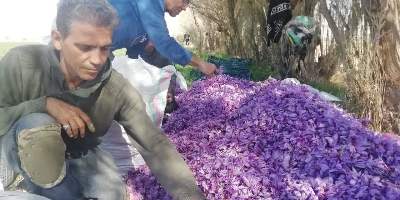 برداشت زعفران از طلای سرخ در مزارع فسا برداشت زعفران از طلای سرخ در مزارع فسا