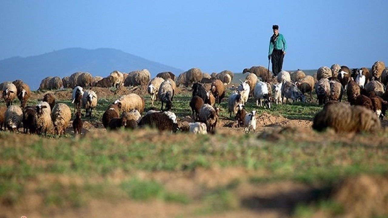 دستگیری متهمان به سرقت ۱۹۰ راس دام در نیشابور