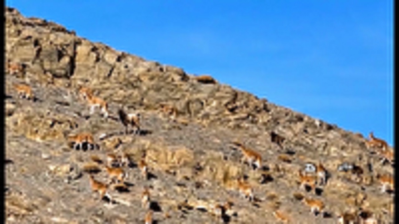 سرشماری زمستانه وحوش در استان همدان