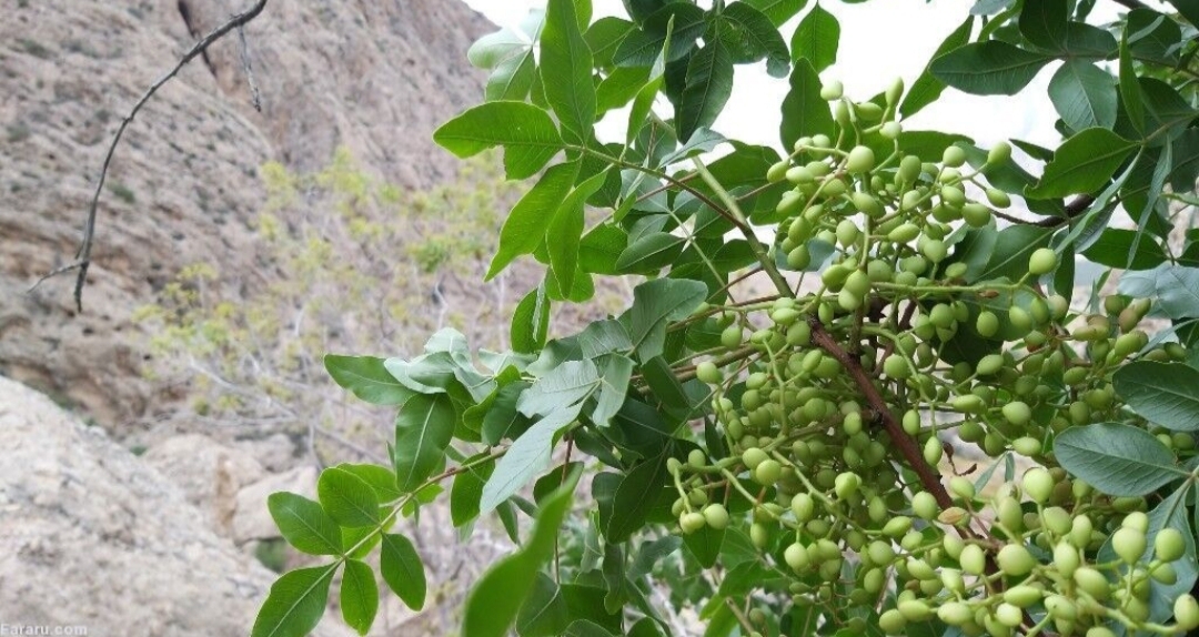 نمایی از درختان بنه در روستای الیف و روایتی از خواص میوه این درخت
