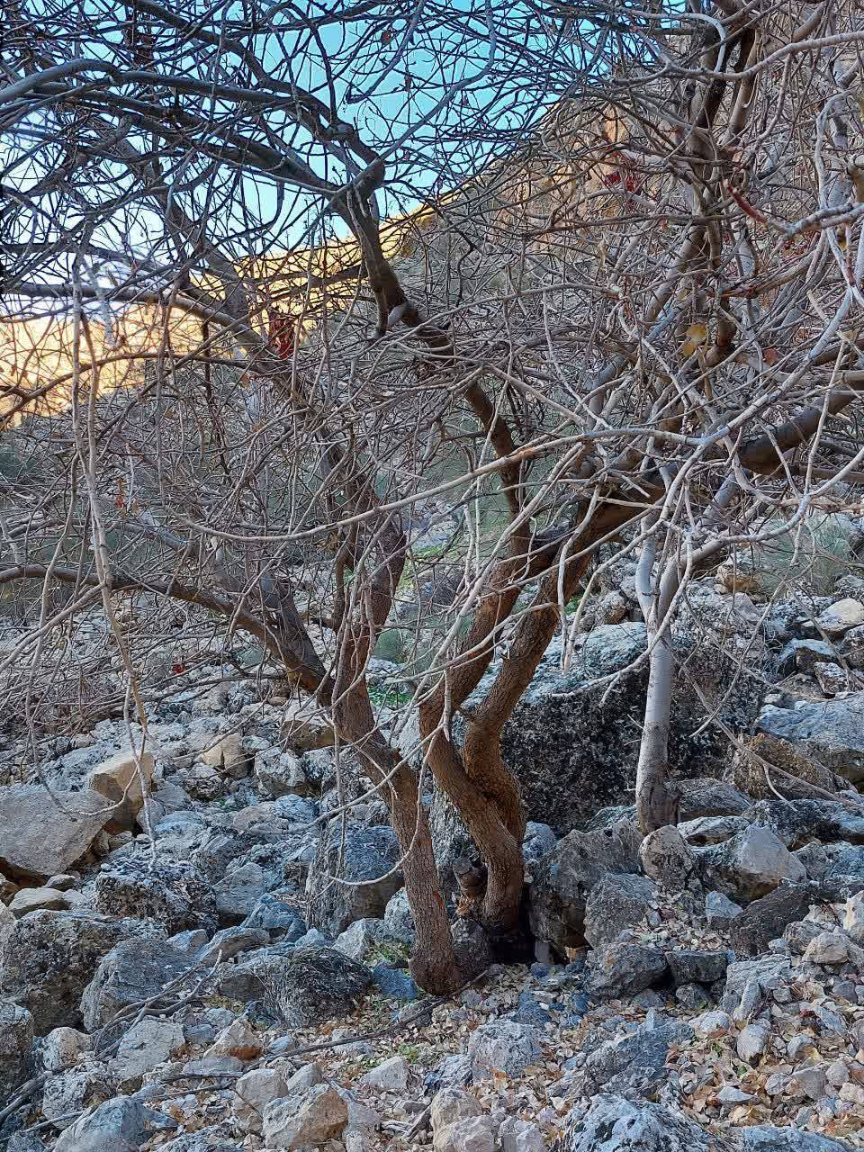 درخت پسته کوهی