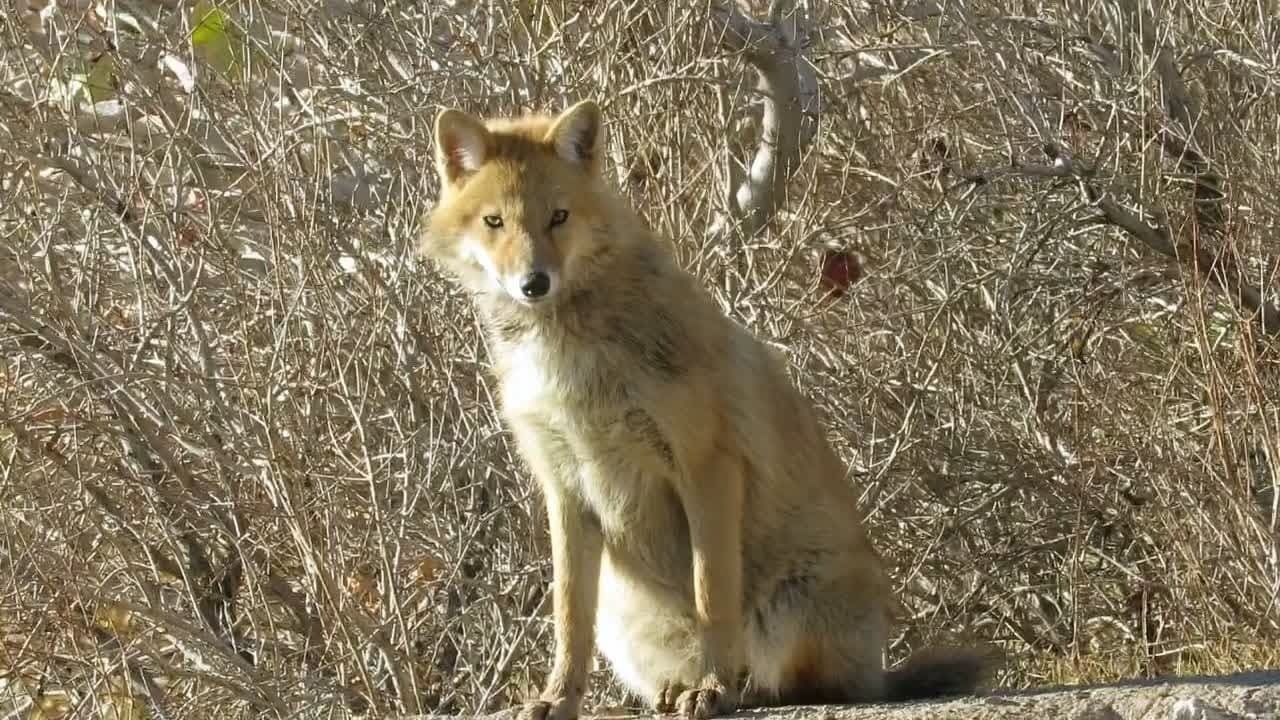 سرشماری گونه‌های حیات وحش در منطقه شکار ممنوع مرور میبد