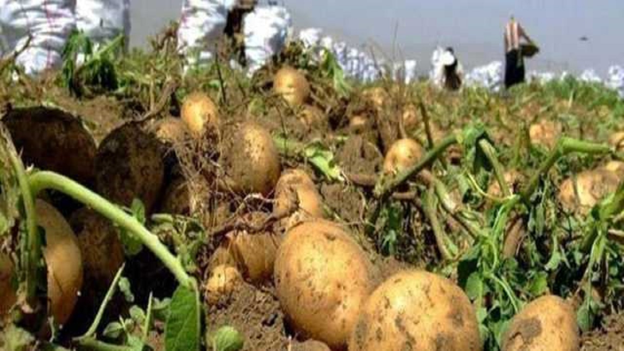 ذخیره سازی ۱۲هزار تن سیب زمینی در همدان