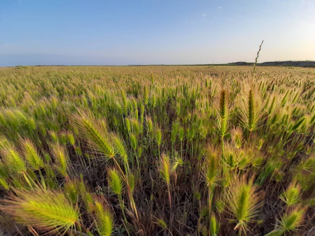 منظره سرسبز روستای سنقر تپه