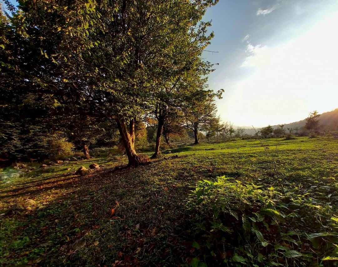 طبیعت سرسبز