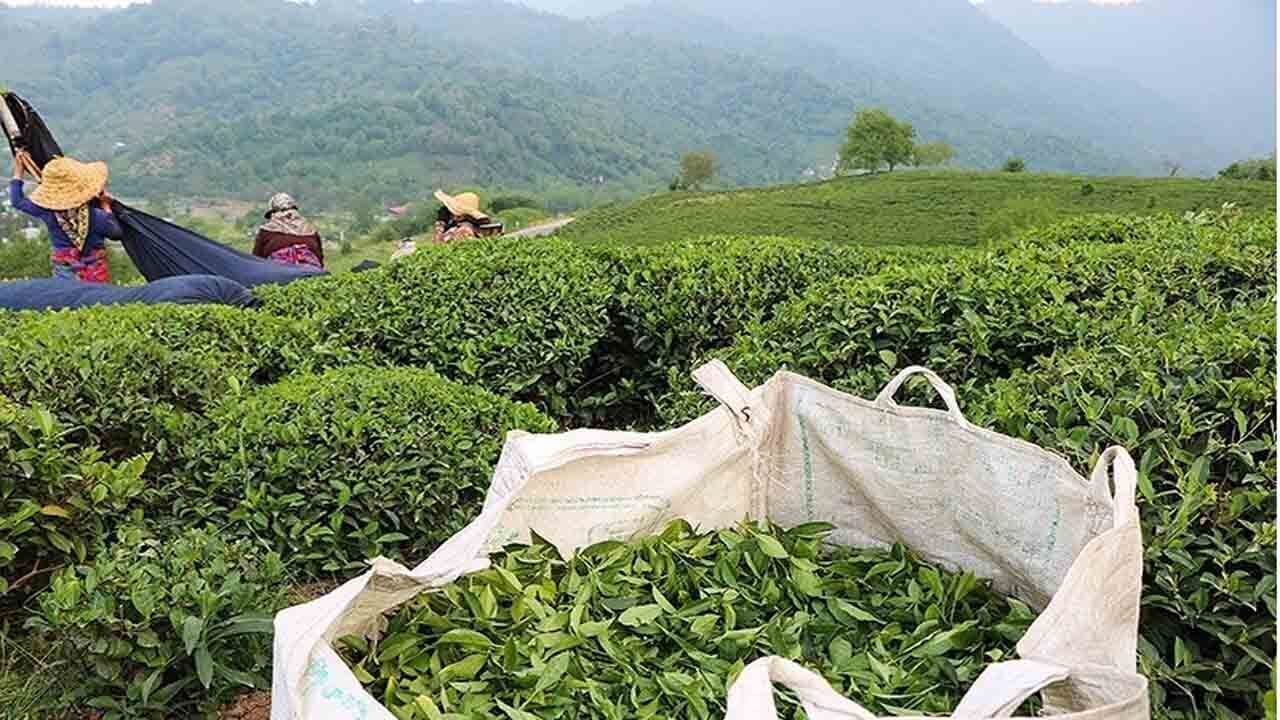 ۷۴ درصد مطالبات چایکاران پرداخت شده است