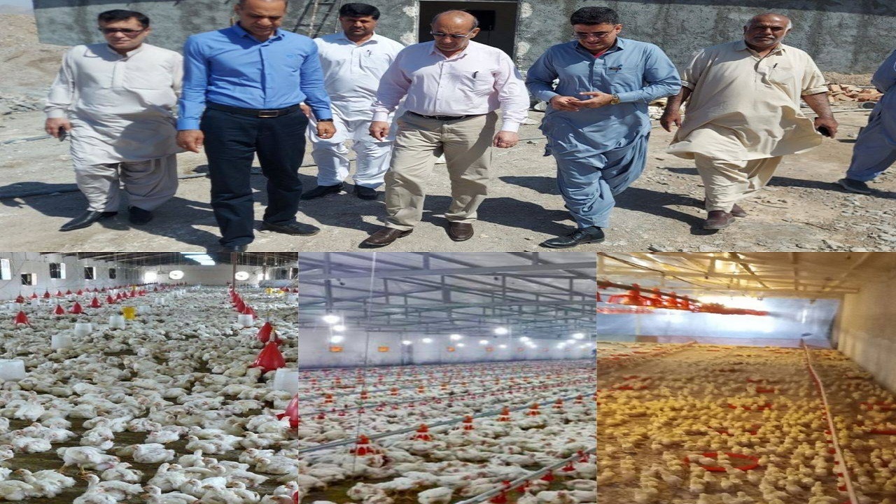 تولید بیش از ۴۱۰۰ تن گوشت مرغ در شهرستان خاش