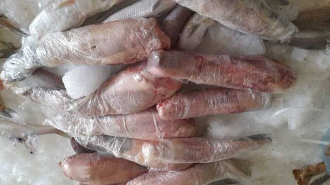 اعلام نتیجه آزمایش محموله قاچاق زبان حیوان در هرمزگان