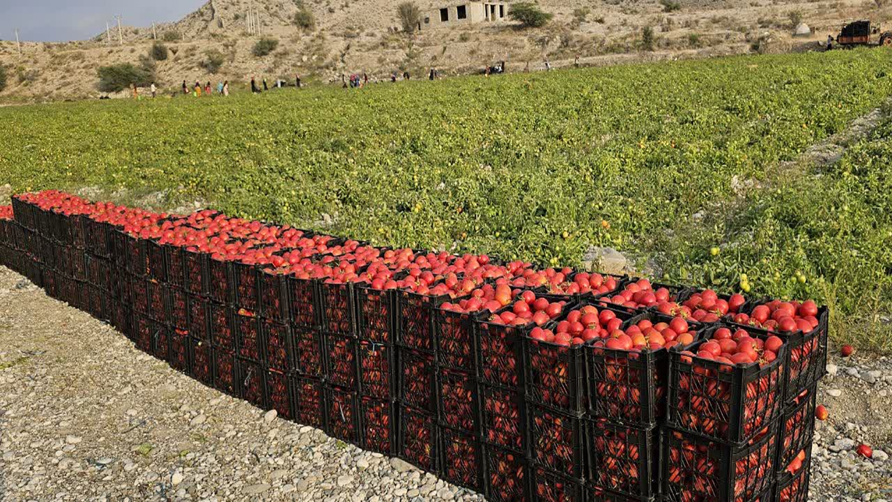آغاز برداشت گوجه فرنگی از مزارع کشاورزی بخش شمیل