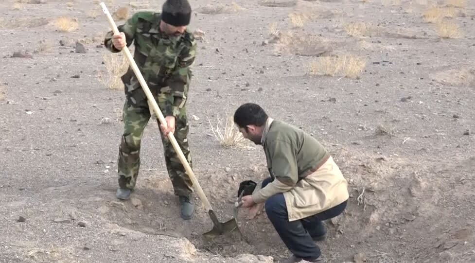 کاشت بذر بادامچه در اراضی روستای طراز ناهید ساوه