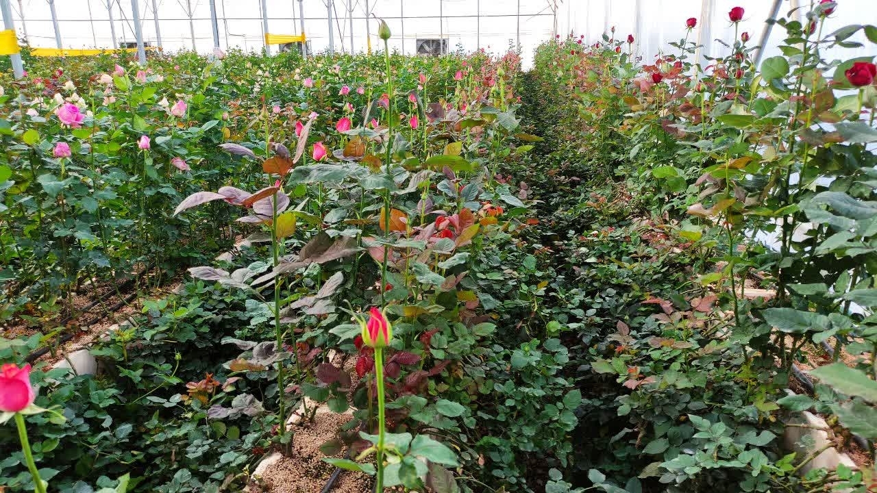 کاکلک کوچکترین روستای گلخانه‌ای چهارمحال و بختیاری