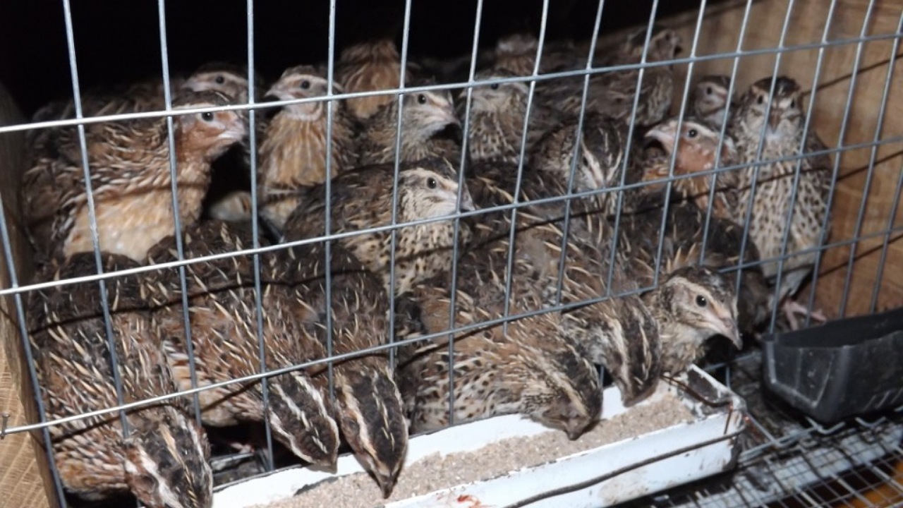 توقیف محموله گوشت بلدرچین غیرمجاز در رفسنجان