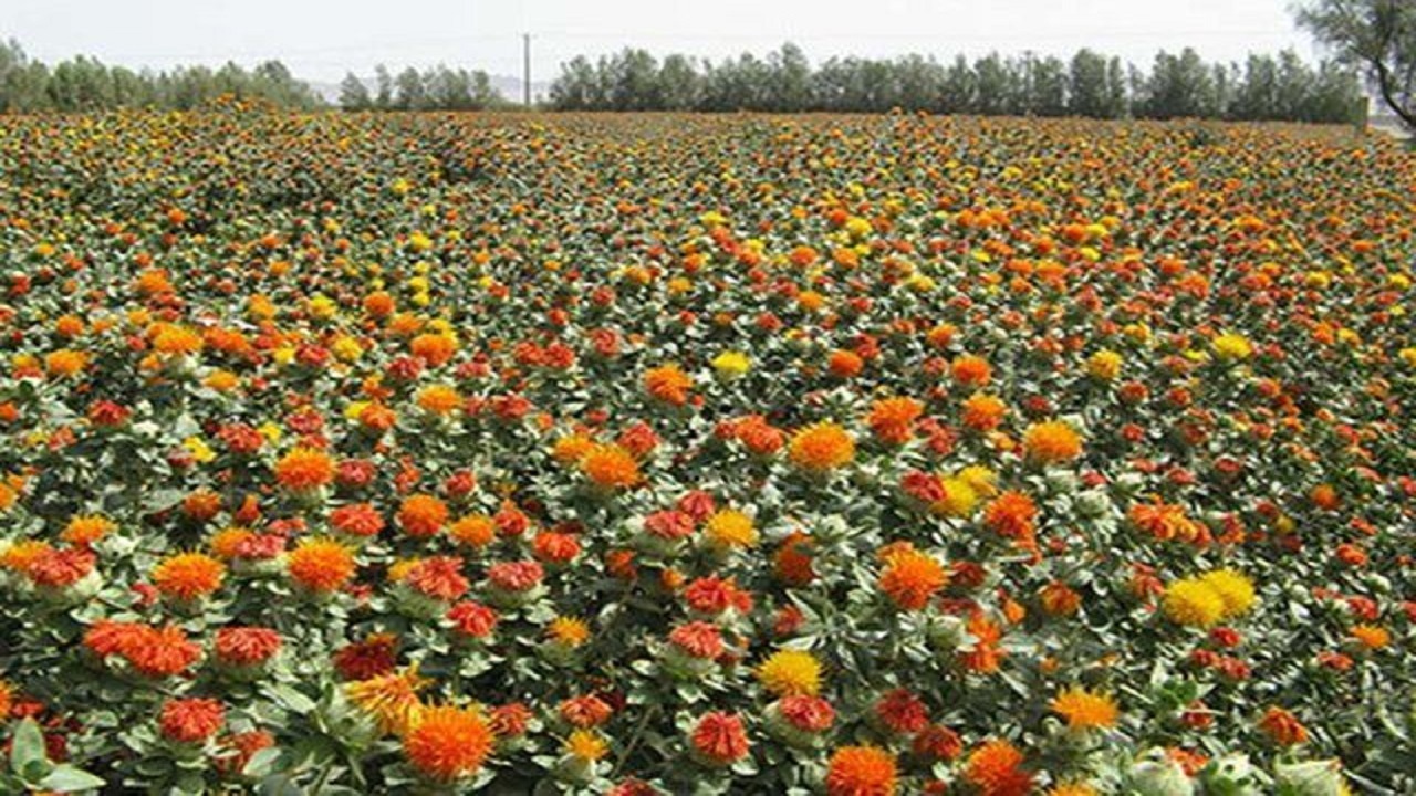 کشت ۳۰ هکتار دانه روغنی گلرنگ برای اولین باردر  اراضی کشاورزی  زاهدان