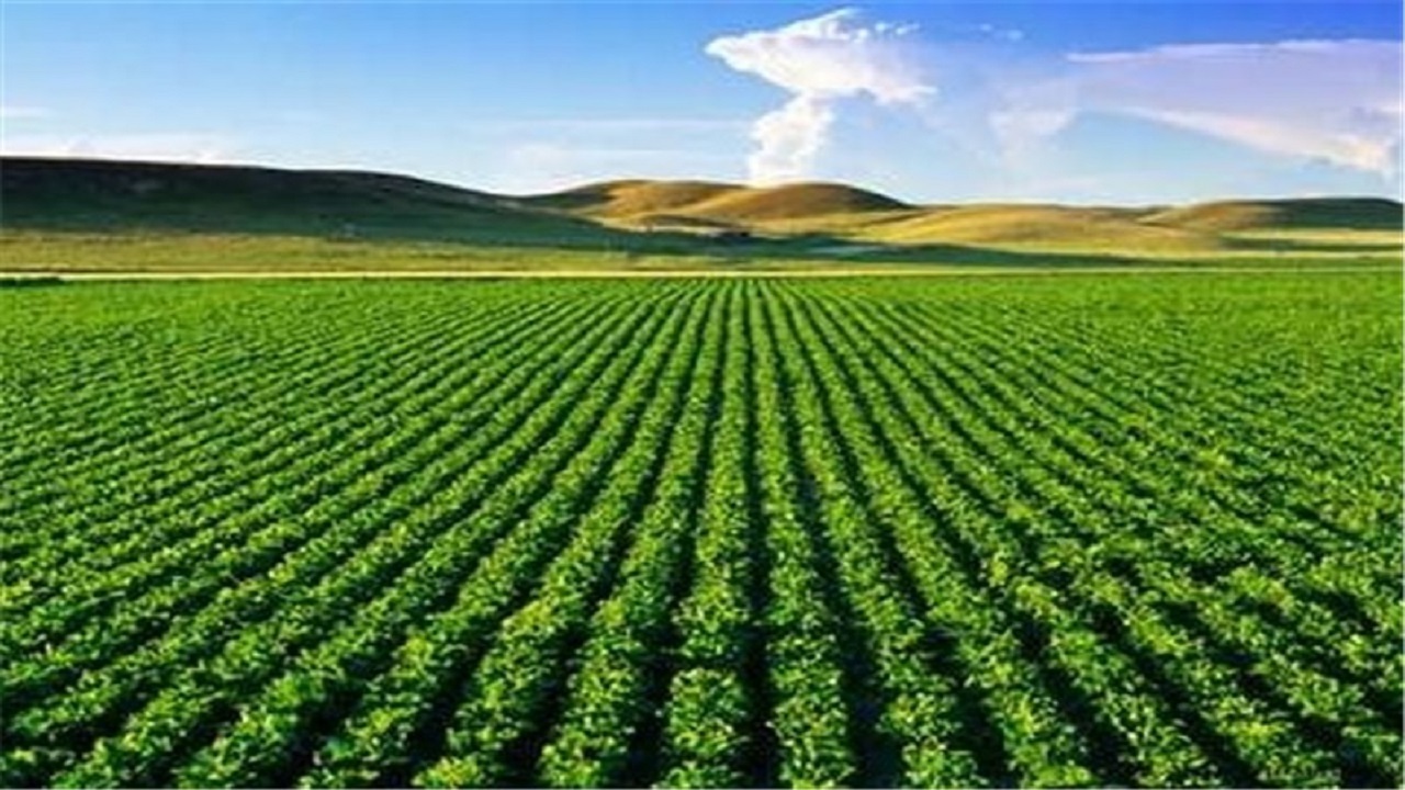 رفع تداخل بیش از ۸۴ درصد از اراضی کشاورزی استان قزوین
