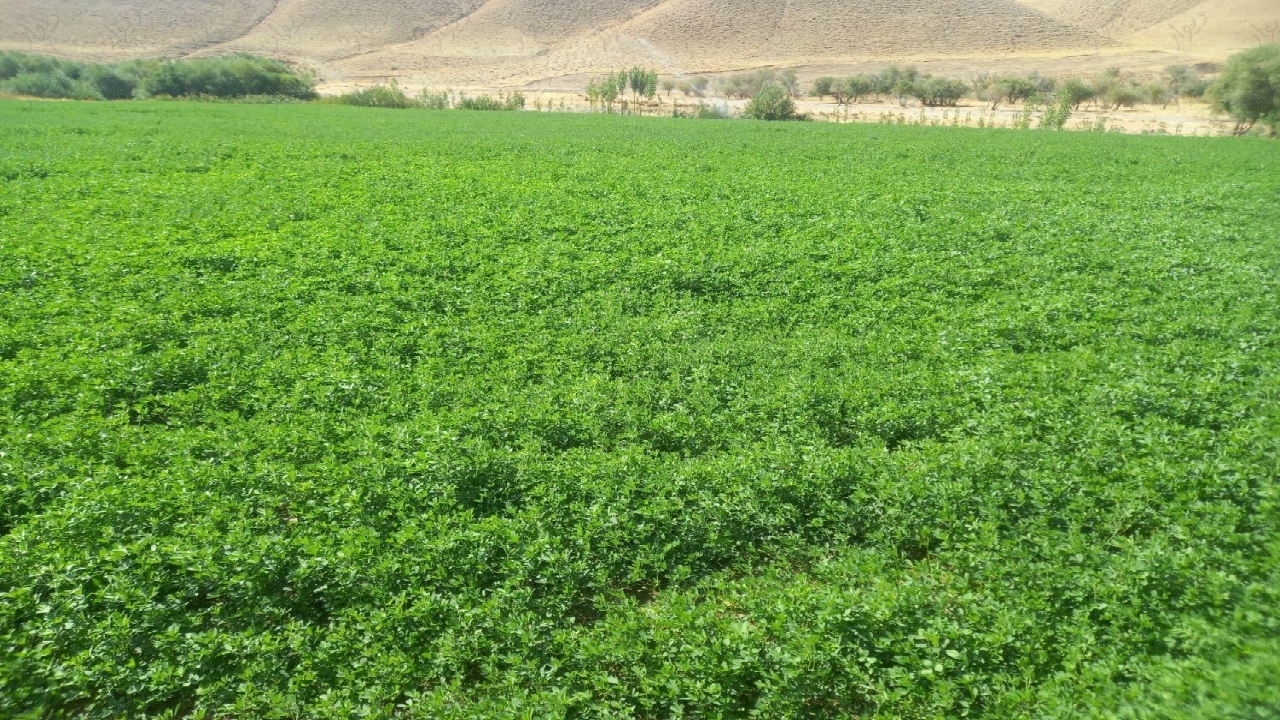 صدور مجوز تاسیس سه طرح صنعتی کشاورزی در دزفول