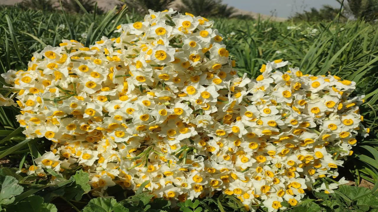 برداشت ۱۵۰ میلیون شاخه گل نرگس از بزرگترین نرگس زار دیم کشور + تصاویر
