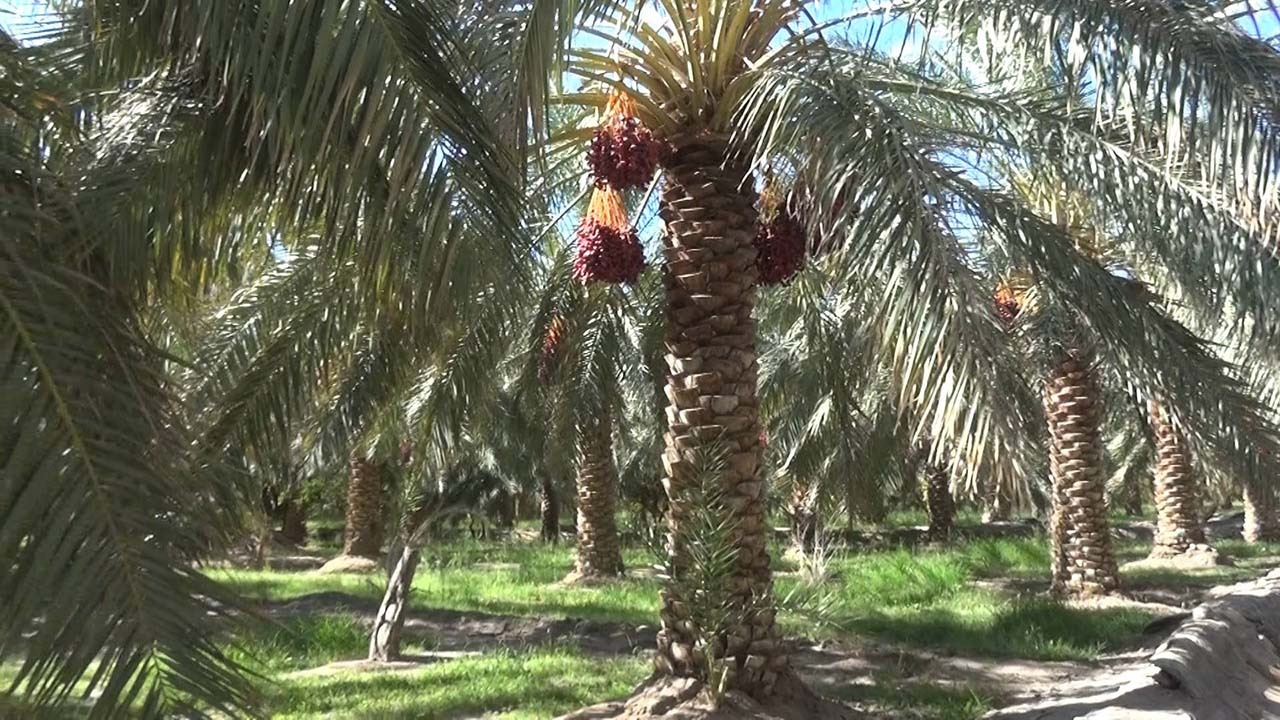 خرمای بم به کام جهانیان شیرین؛ اما به کام نخلداران تلخ است