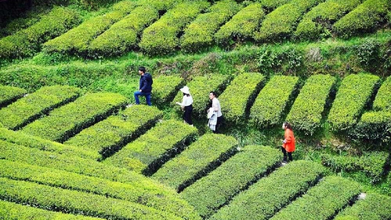 برگزاری جشنواره‌های محصولات کشاورزی رامسر در مزارع