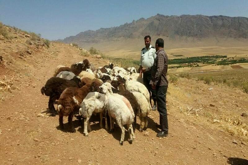 دستگیری سارق احشام در رامهرمز