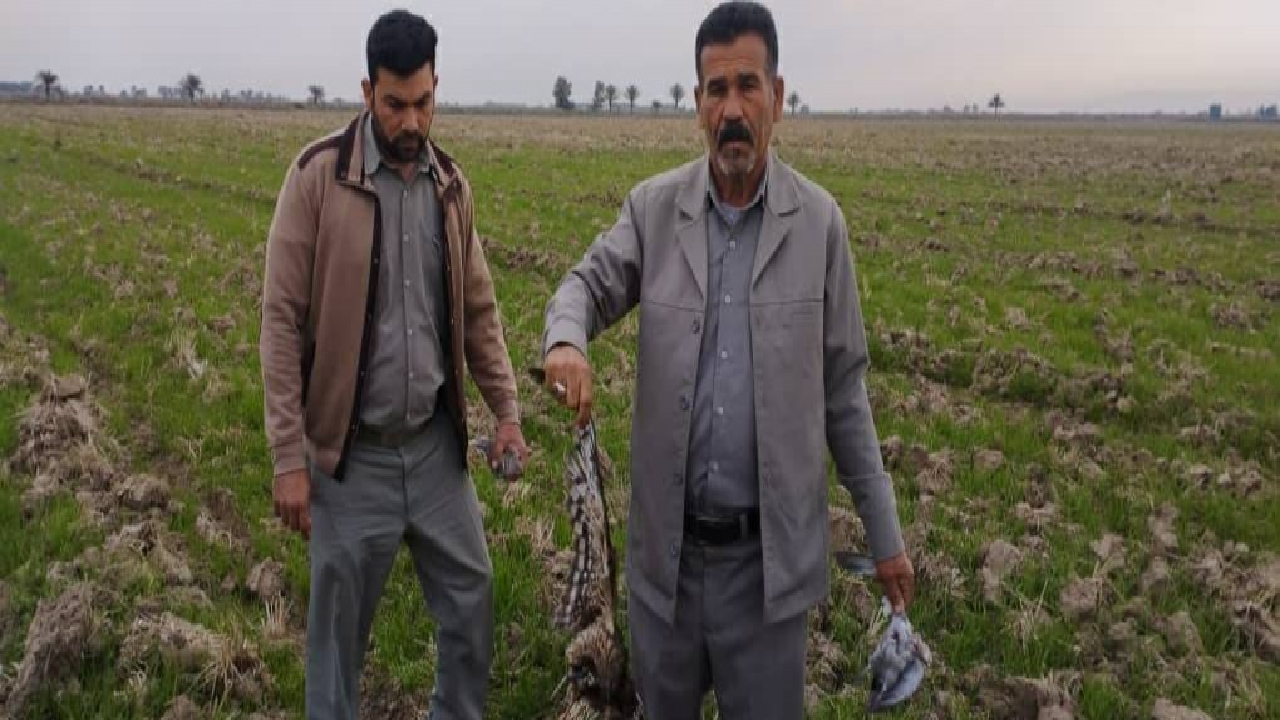 برخورد با عامل سم ریزی برای پرندگان در مزارع حمیدیه