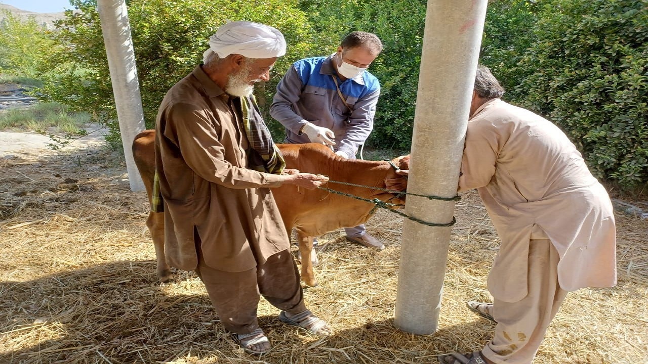 واکسیناسیون رایگان ۹ میلیون دام در سیستان و بلوچستان