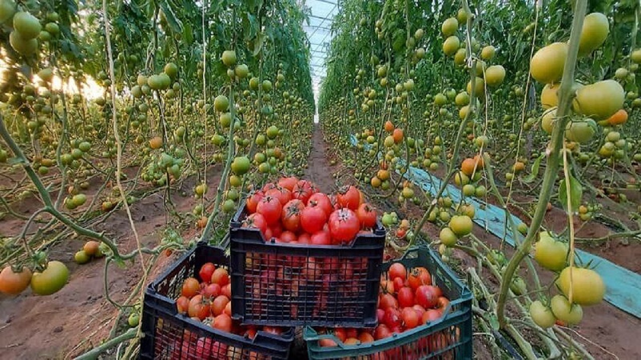 نهضت هرخانه یک گلخانه در مهرستان با استقبال کم نظیر روبرور شد
