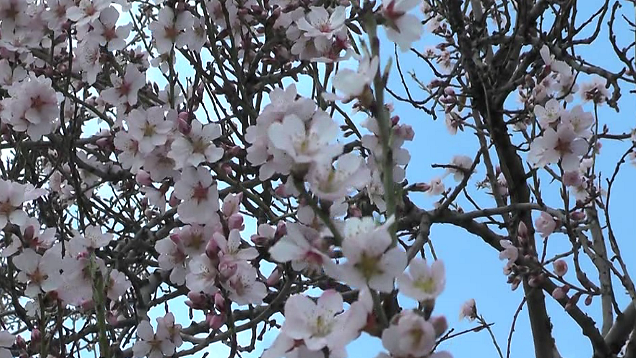 باز شدن زود هنگام شکوفه درختان بادام در روستای برنجگان + فیلم