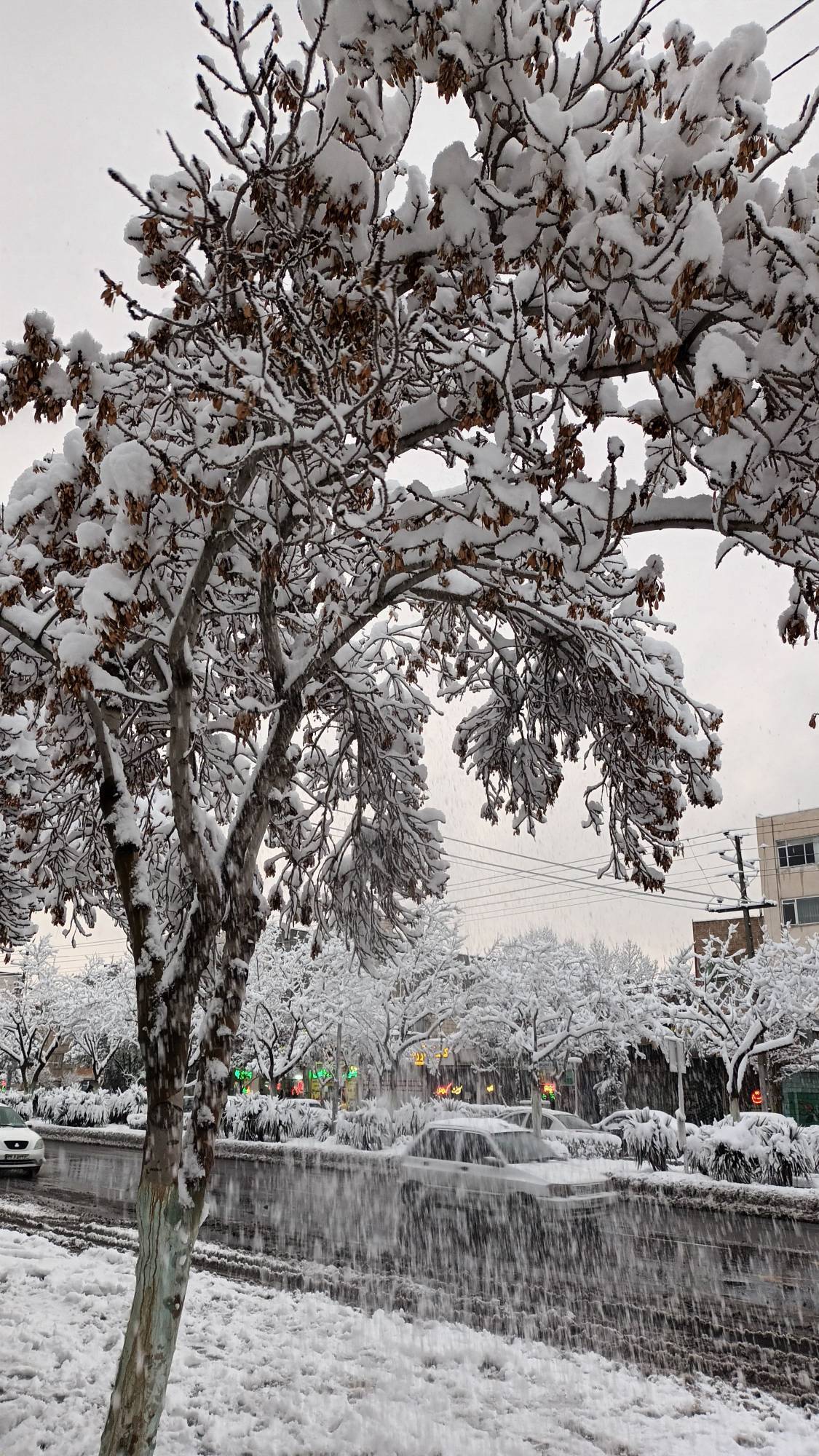طبیعت زمستانی