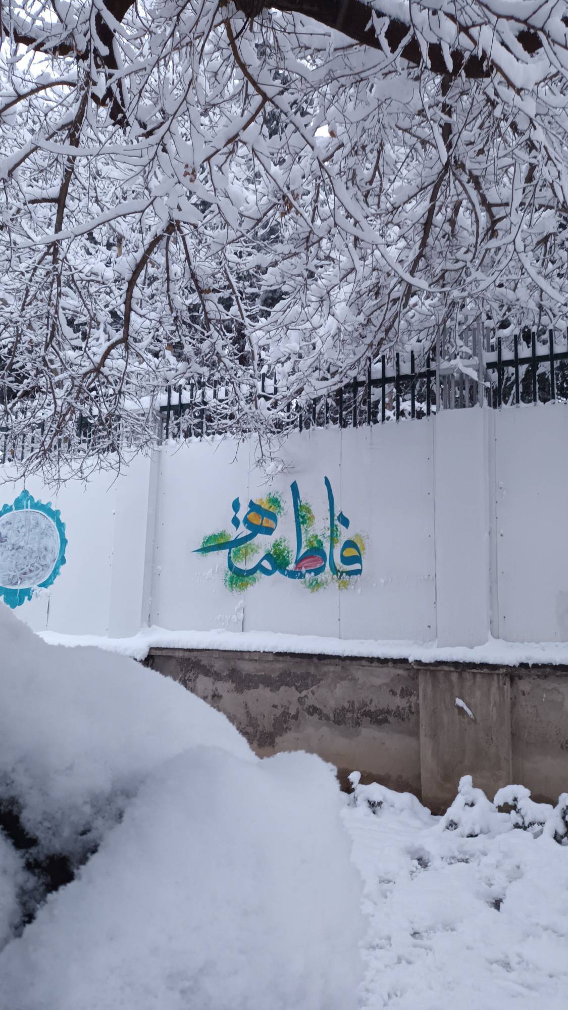 درختان سفید پوش