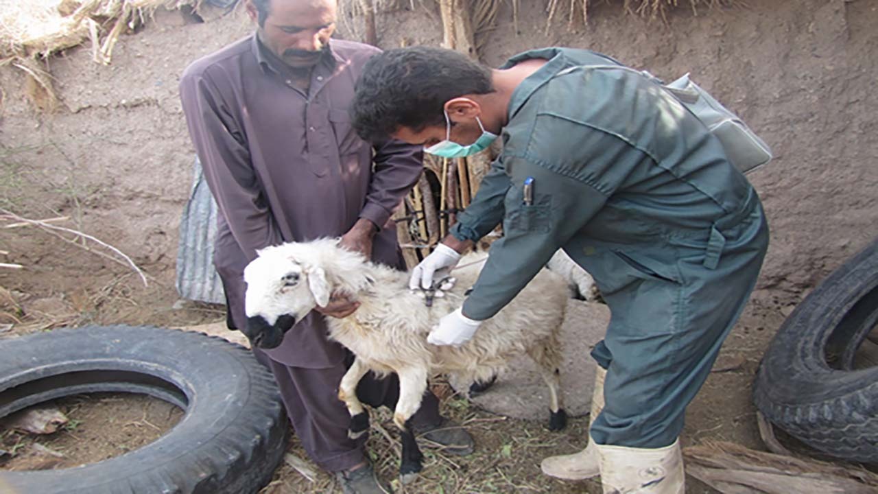 برگزاری اردوی جهادی دامپزشکی در فهرج