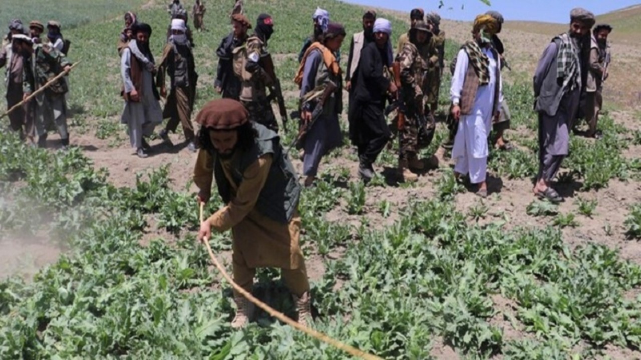 پایان کشت مواد مخدر در افغانستان