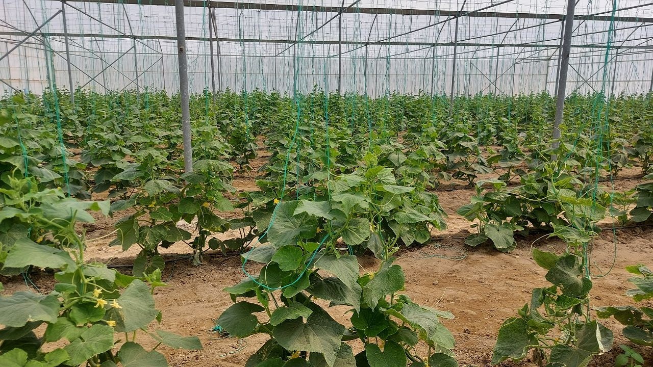 ۲۸ هزار میلیارد ریال سرمایه‌گذاری بخش خصوصی در راستای توسعه بخش کشاورزی سیب وسوران