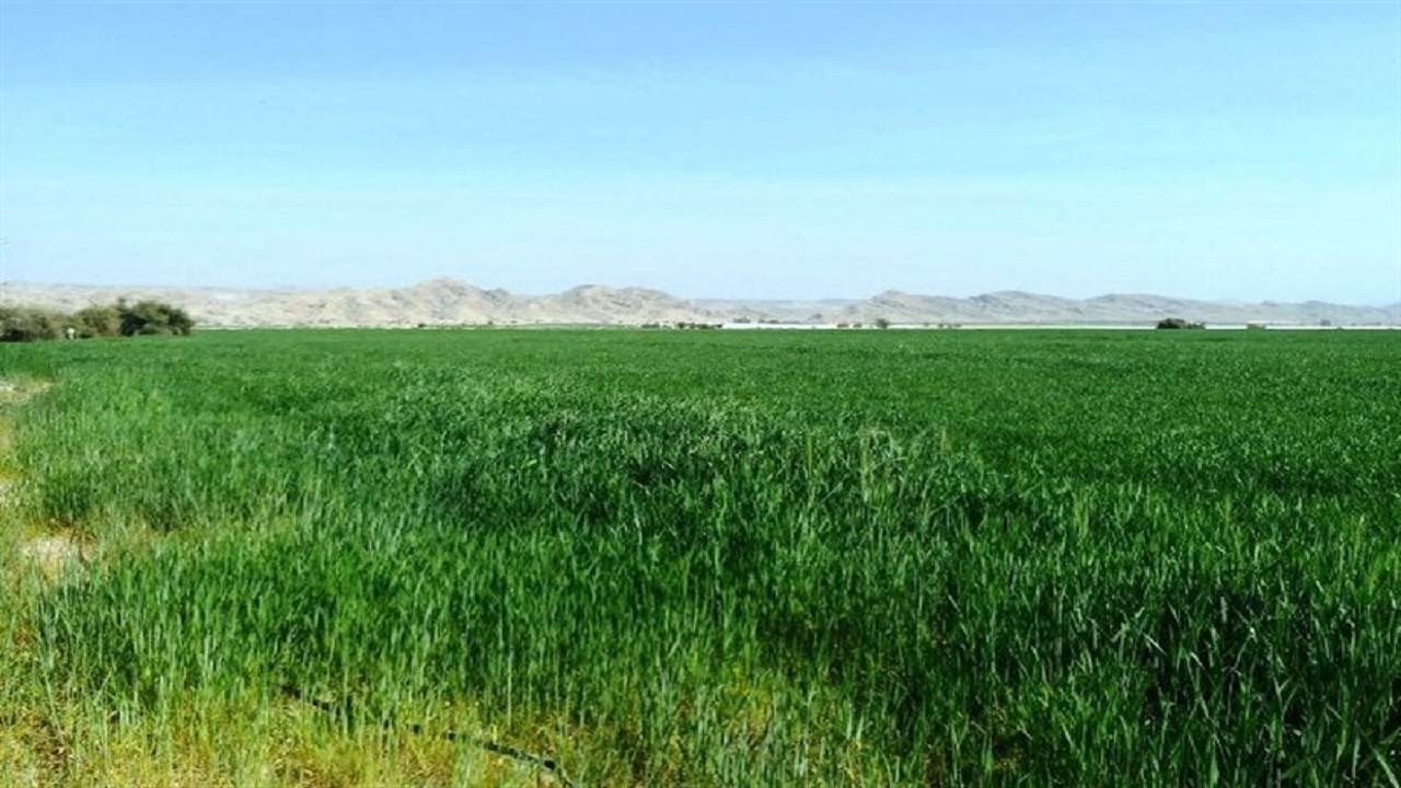 ۱۶ هزار هکتار از اراضی دیم گچساران آبی شد