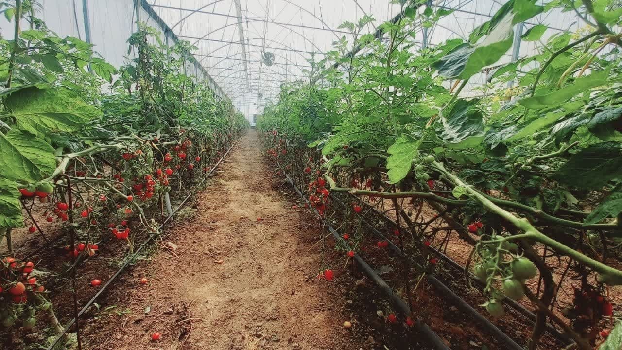 افتتاح یک واحد گلخانه سبزی و صیفی در شهرستان البرز