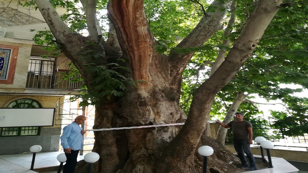 دو درخت کهنسال ساوجبلاغ در فهرست میراث ملی به ثبت رسیدند