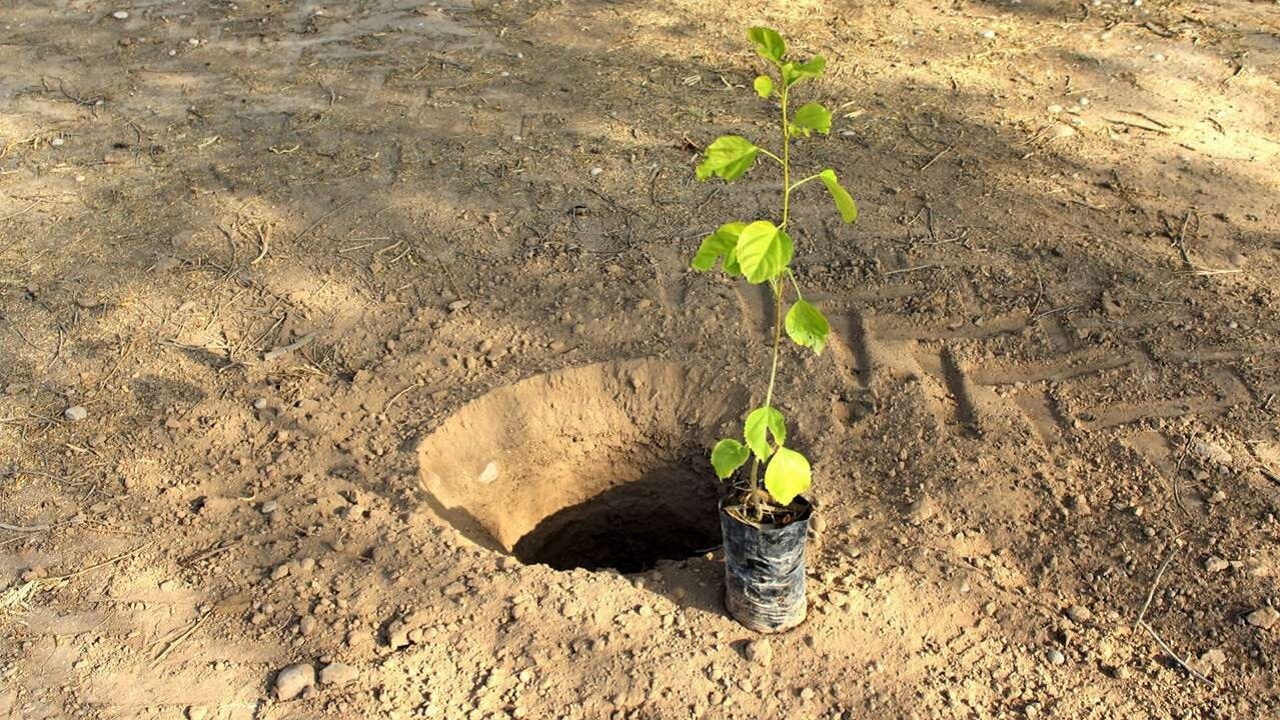 ۶ میلیون نهال در ۵ هزار هکتار از اراضی هفت تپه کاشته می‌شود